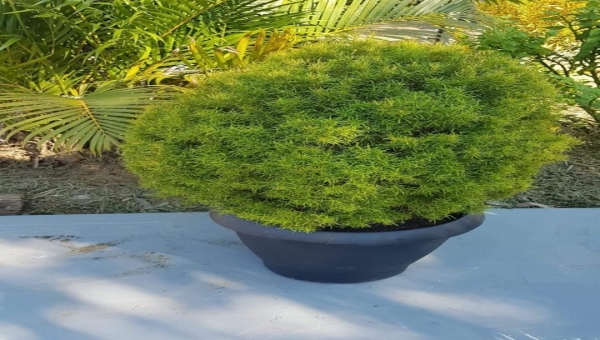 Professora denuncia furto de planta no interior do Acre e faz apelo nas redes sociais